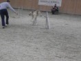 /album/tordaszoo-agility-kupa-2013-oktober1/pa190087-2-jpg1/